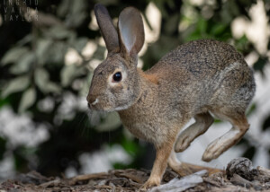 Cottontail Rabbit Jumping