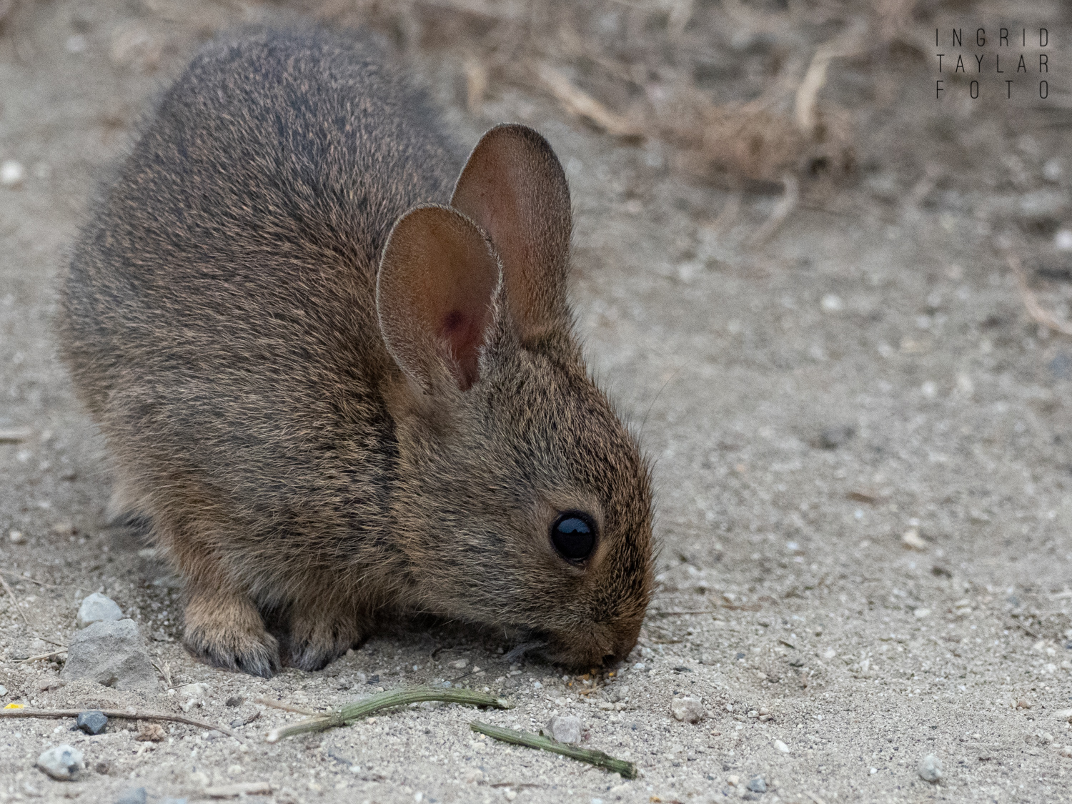Cottontail Rabbit at Half Moon Bay 2