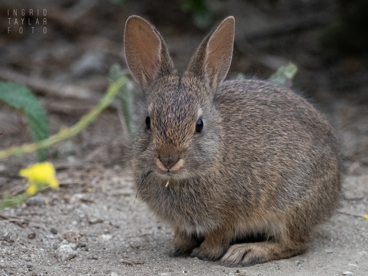 Cottontail Rabbit in Half Moon Bay