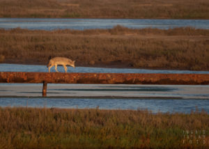 Coyote Traversing Wetlands on Oil Pipeline 1600