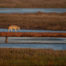 Coyote Traversing Wetlands on Oil Pipeline 1600