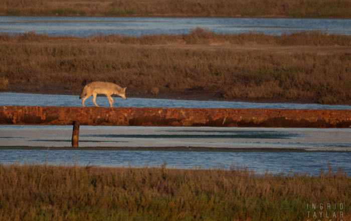 Coyote Traversing Wetlands on Oil Pipeline 1600