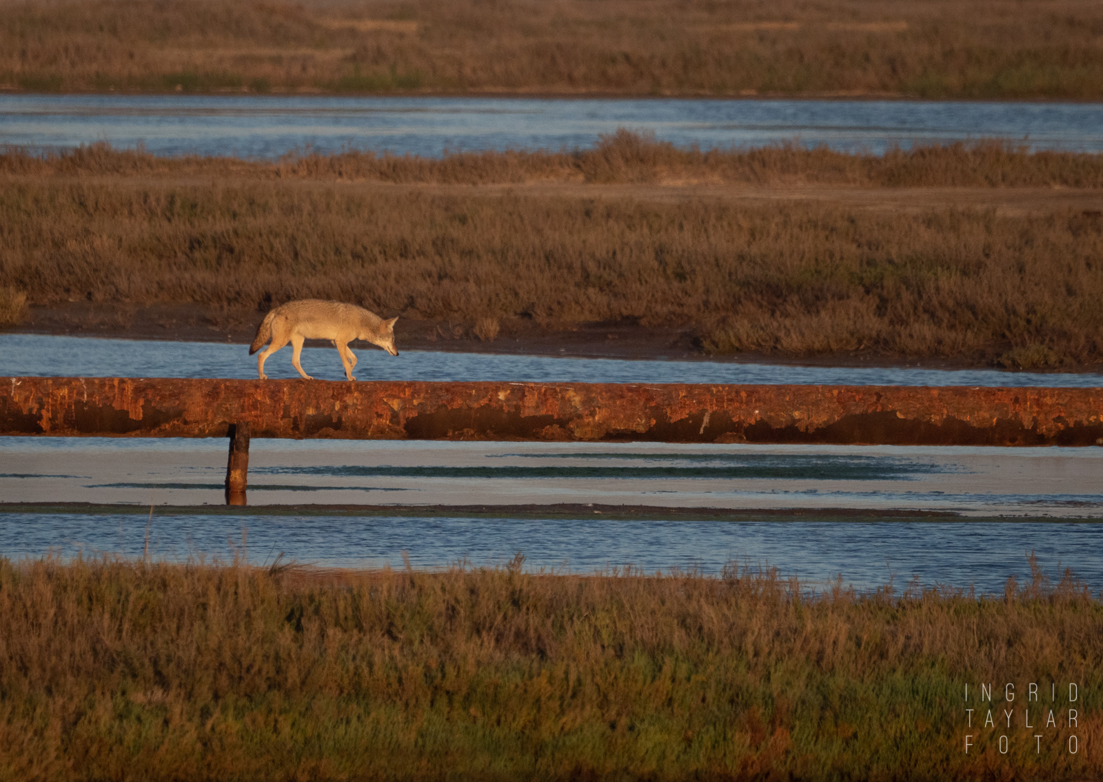Coyote on pipeline at Bolsa Chica Ecological Reserve