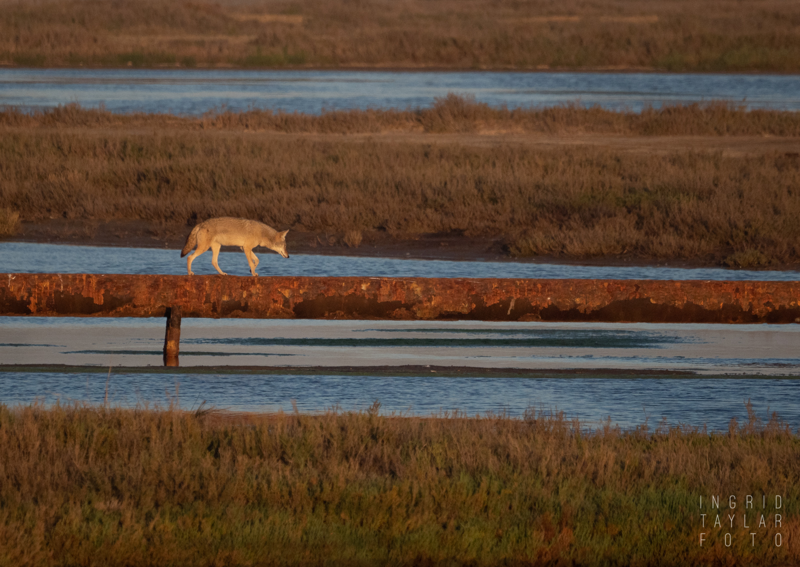 Coyote Traversing Wetlands on Oil Pipeline 1600 Coyote on pipeline at Bolsa Chica Ecological Reserve