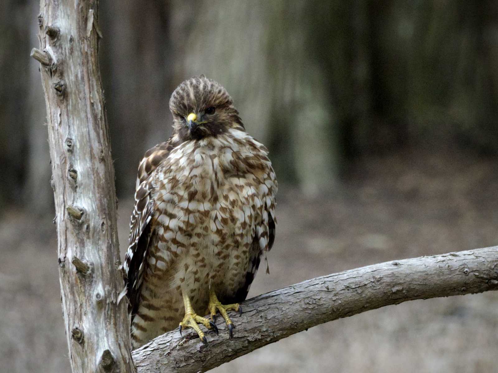 Red-Shouldered Hawk in Presidio San Francisco
