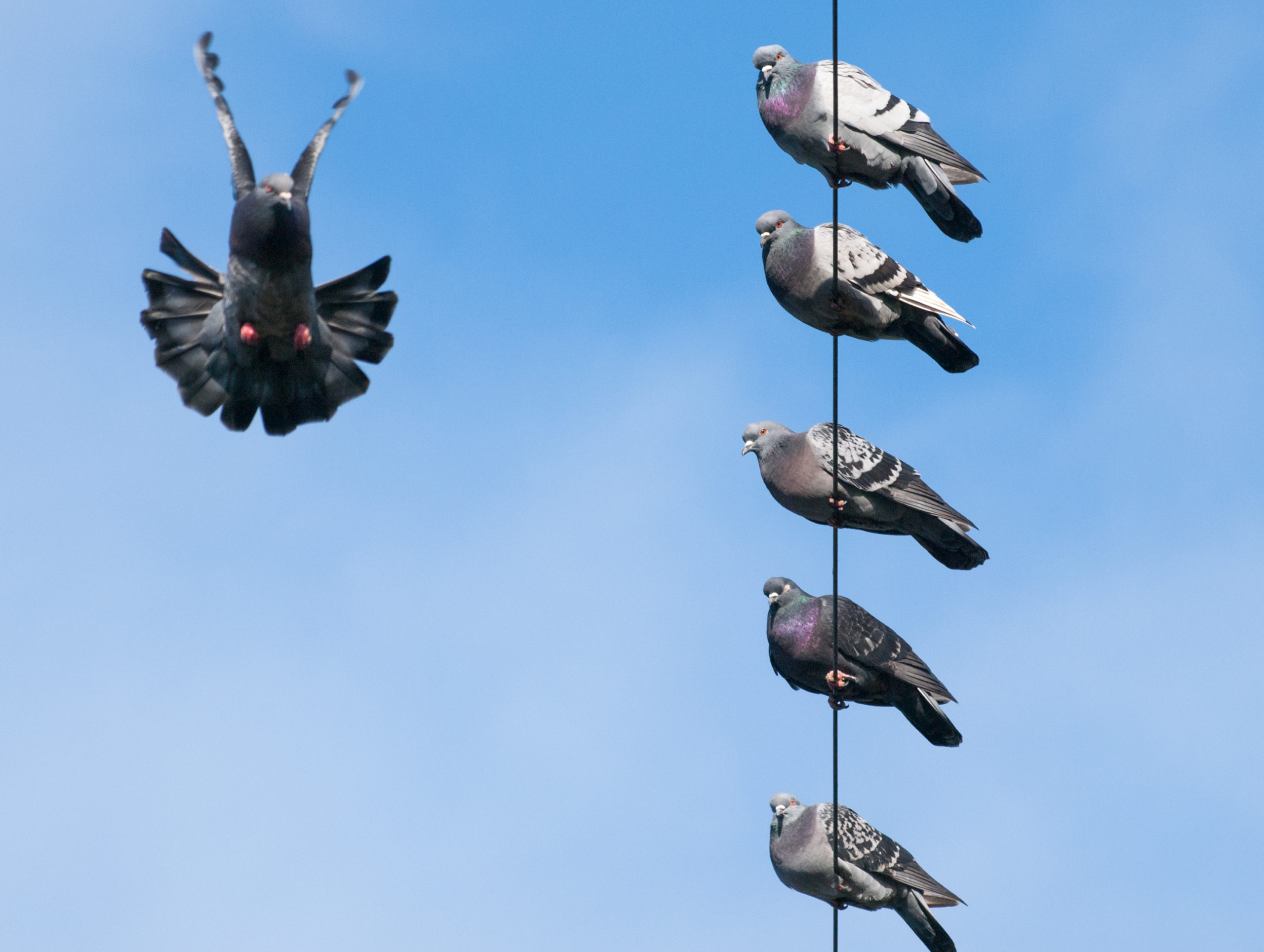 Pigeons on a Wire with Pigeon on Approach