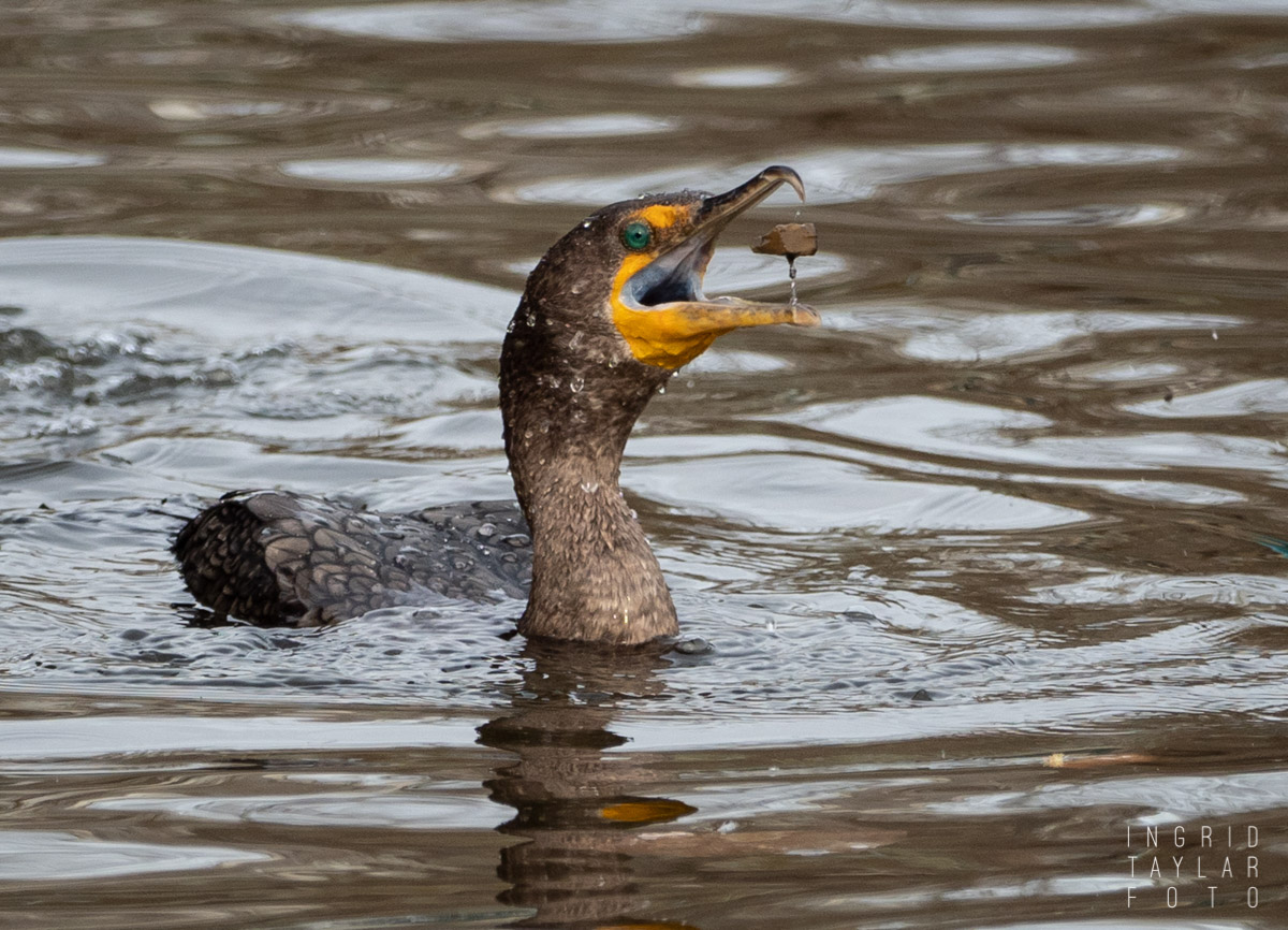 Double-Crested Cormorant with Grit