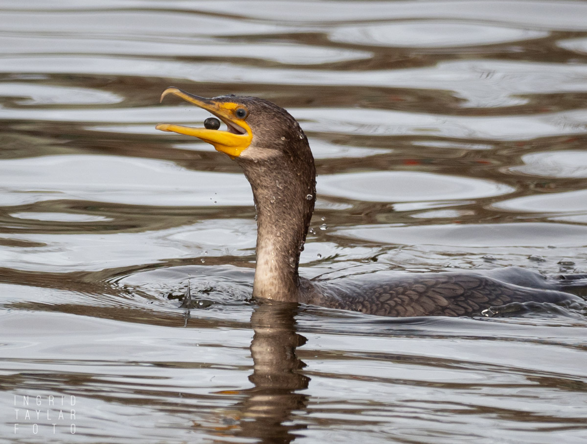 Double-Crested Cormorant fishing for rocks/grit