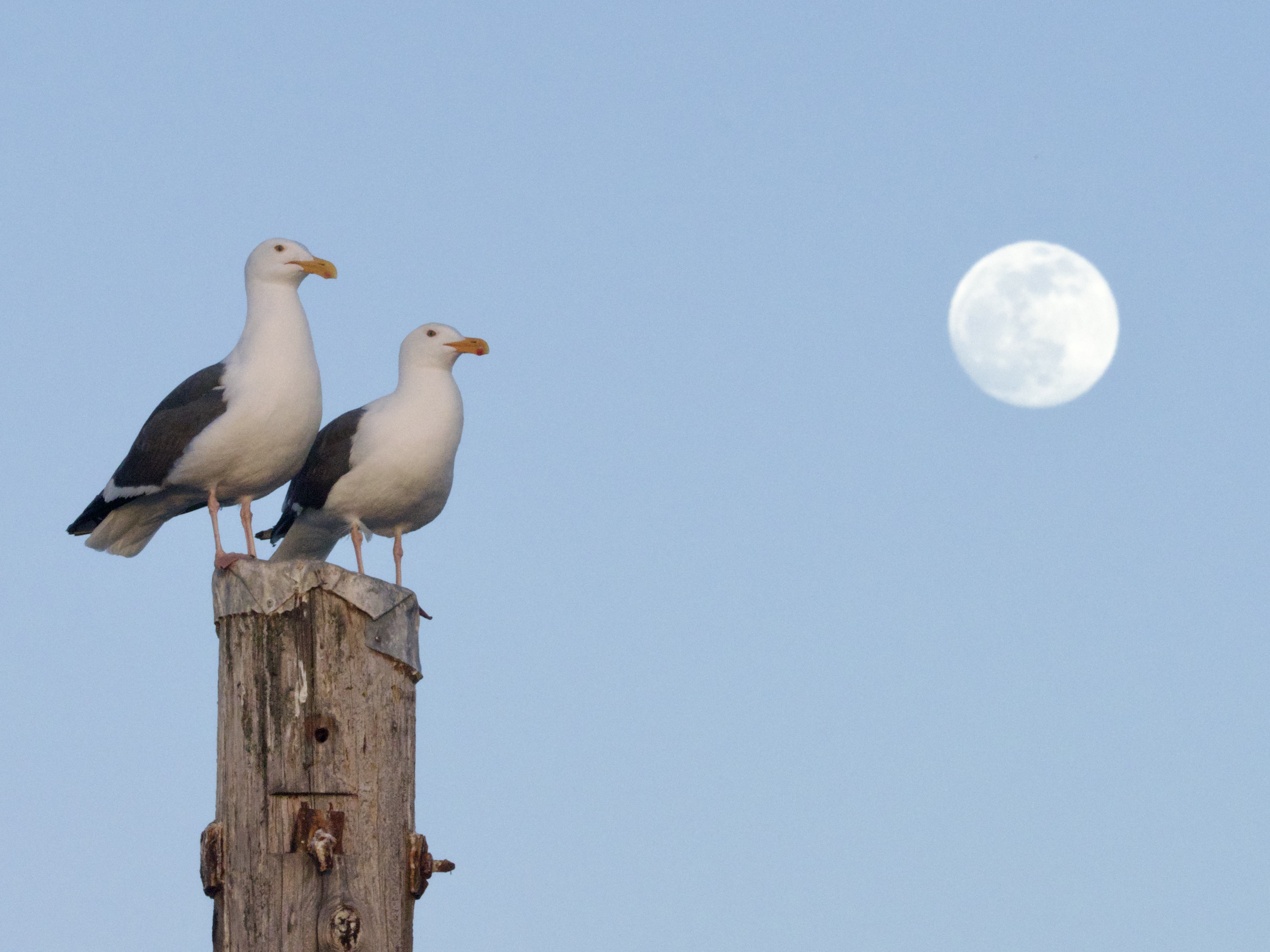 Western Gulls and Moon