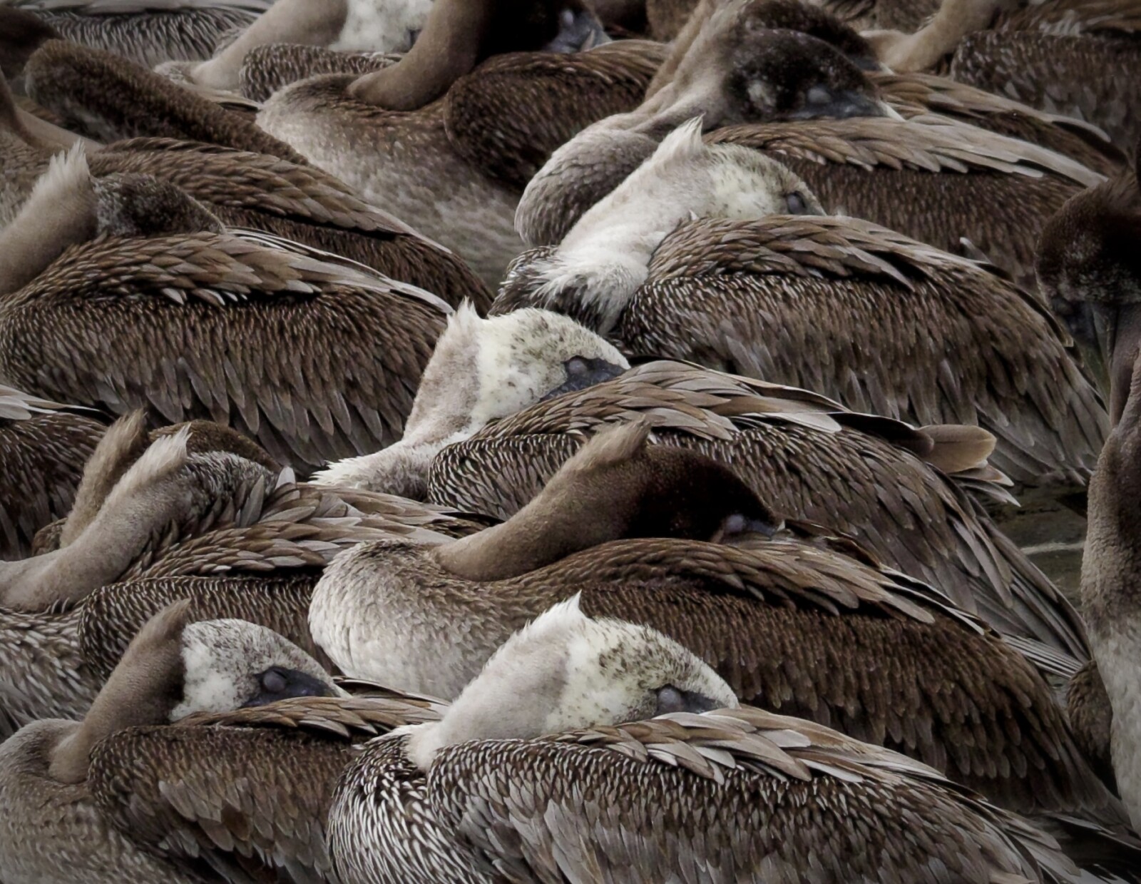 Brown Pelicans Sleeping in Crissy Marsh SF