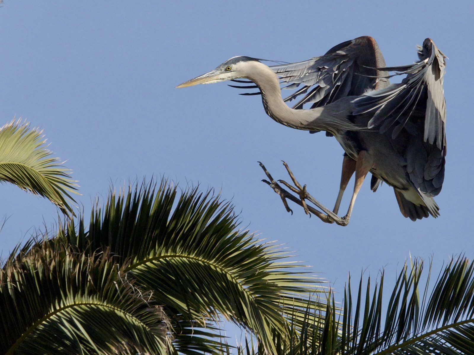 Great Blue Heron Landing in Palm Tree