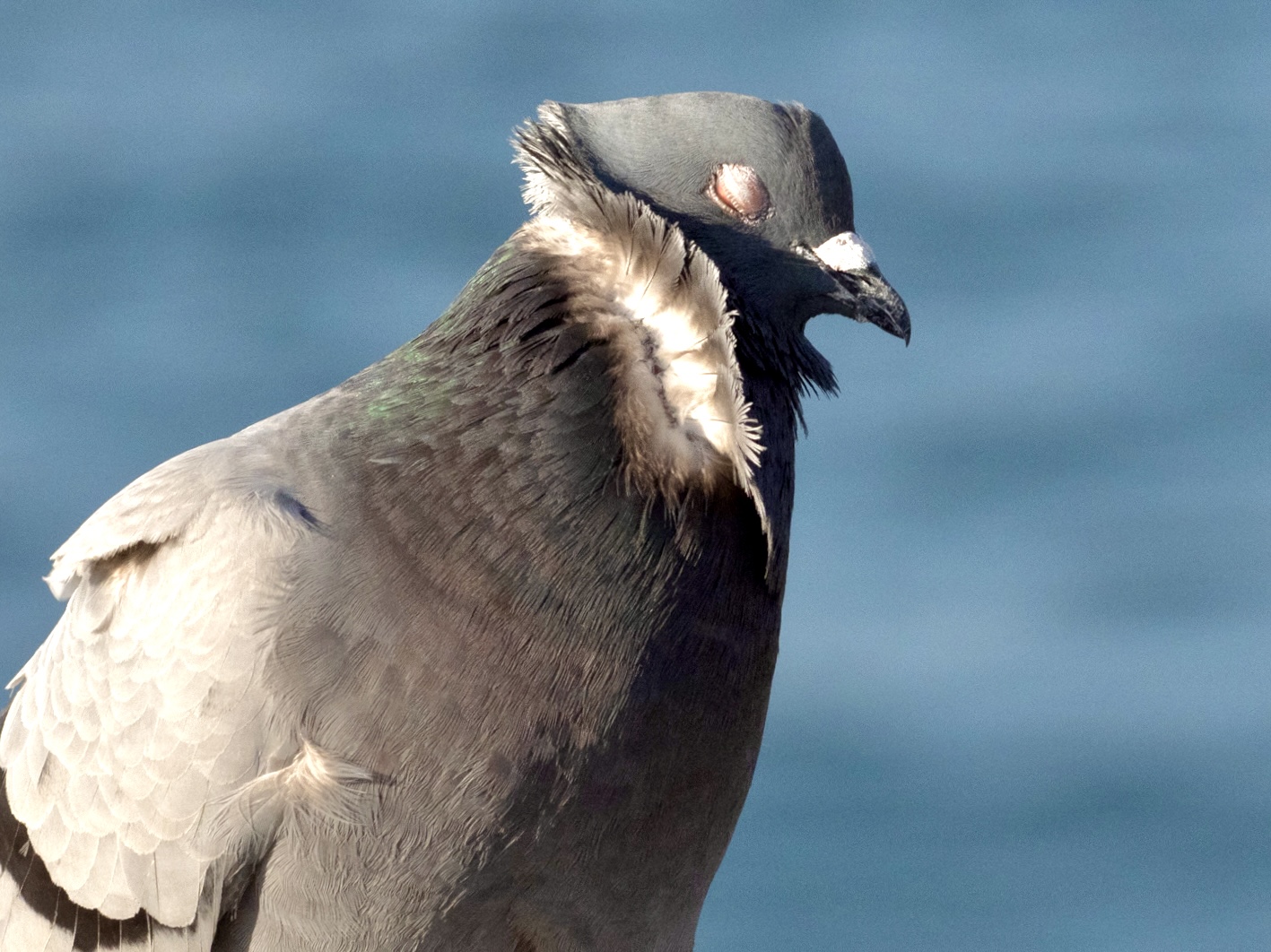 Windblown Pigeon on Cabrillo Pier in San Pedro