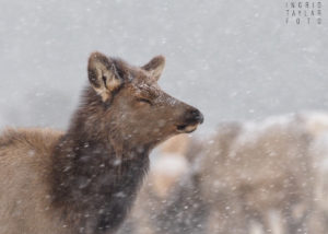 Elk in a Snowstorm in Estes Park