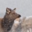 Elk in a Snowstorm in Estes Park