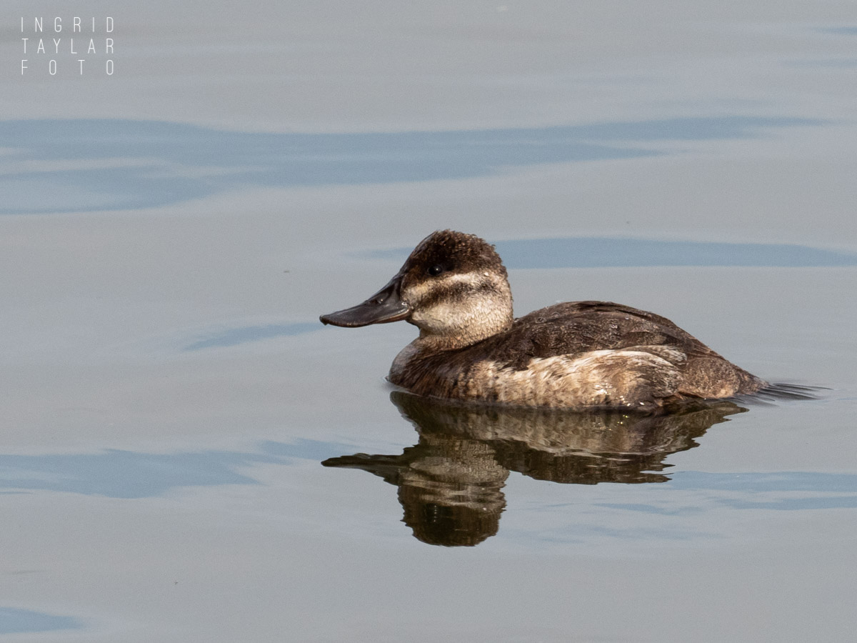 Female Ruddy Duck