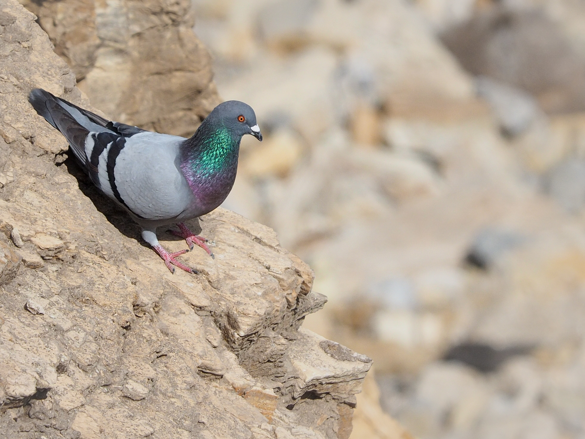 Feral Pigeon on the Cliffs