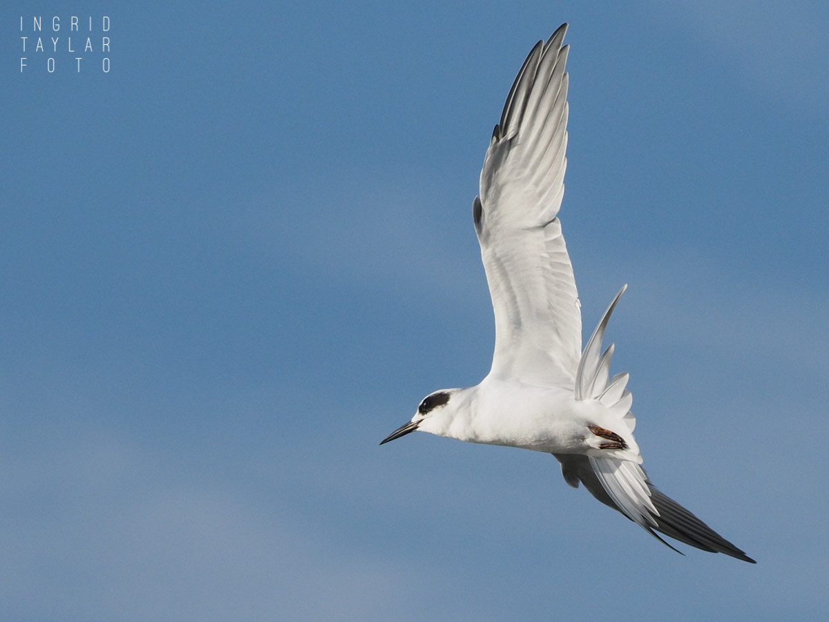Forsters Tern in Flight