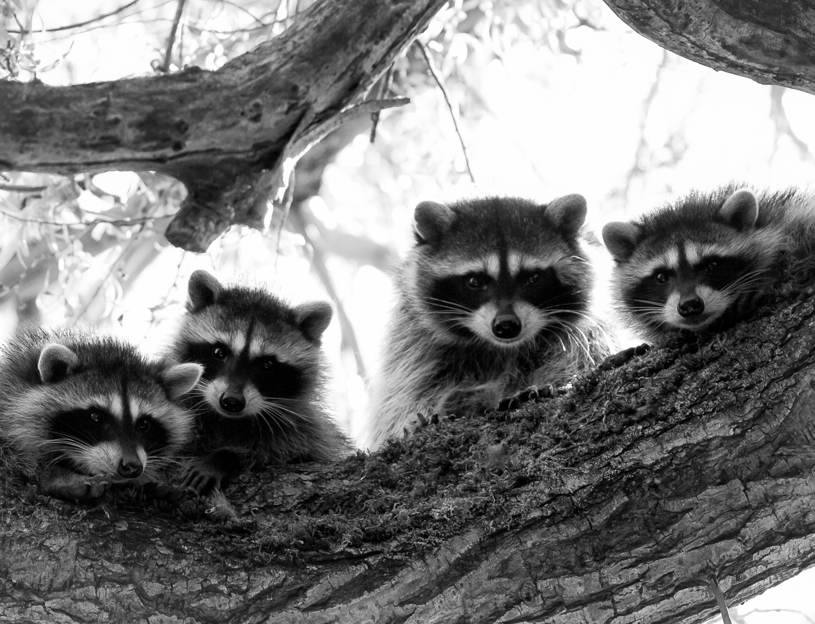 Raccoon Family in Tree