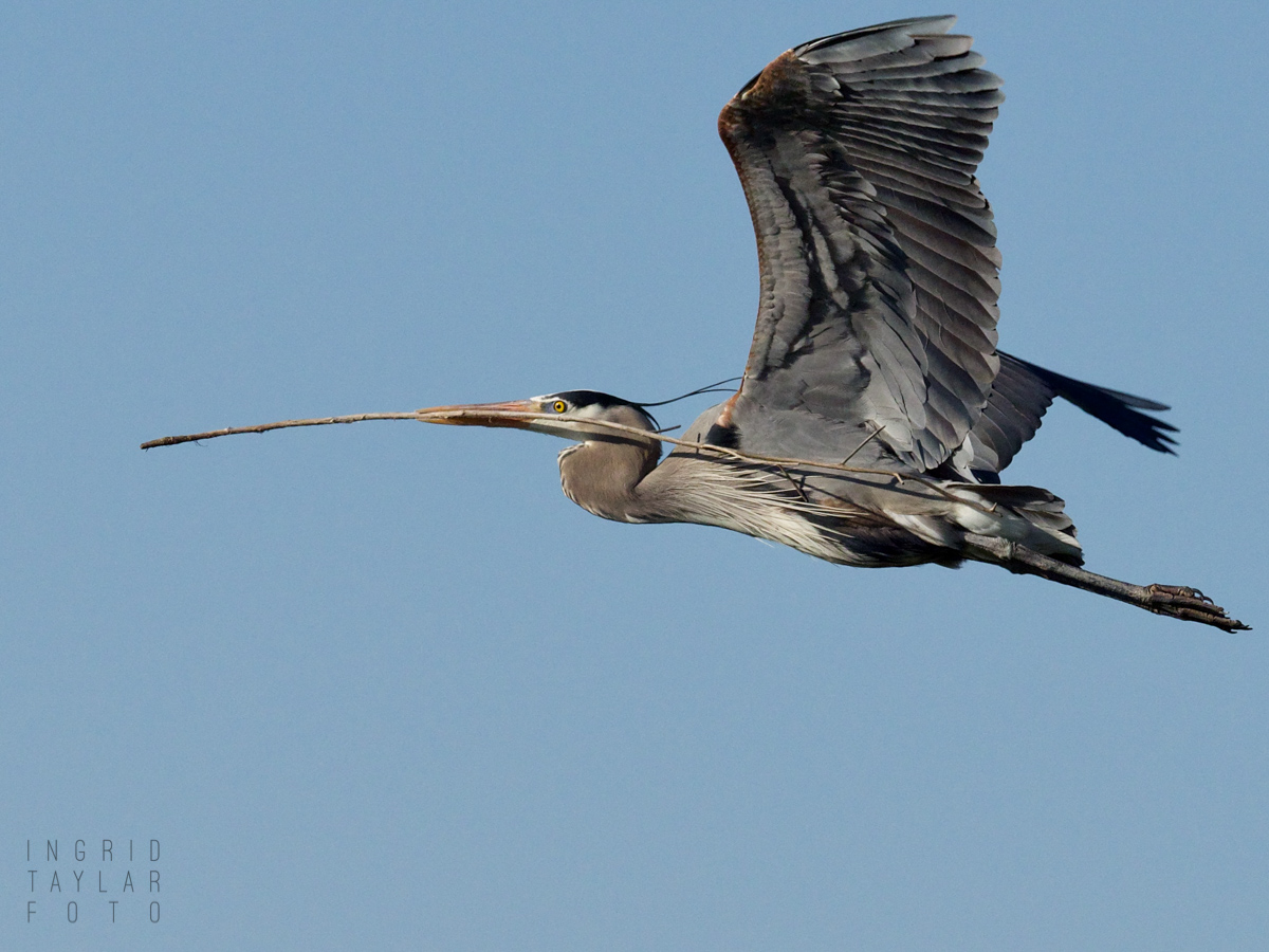 Great Blue Heron Flying with Branch
