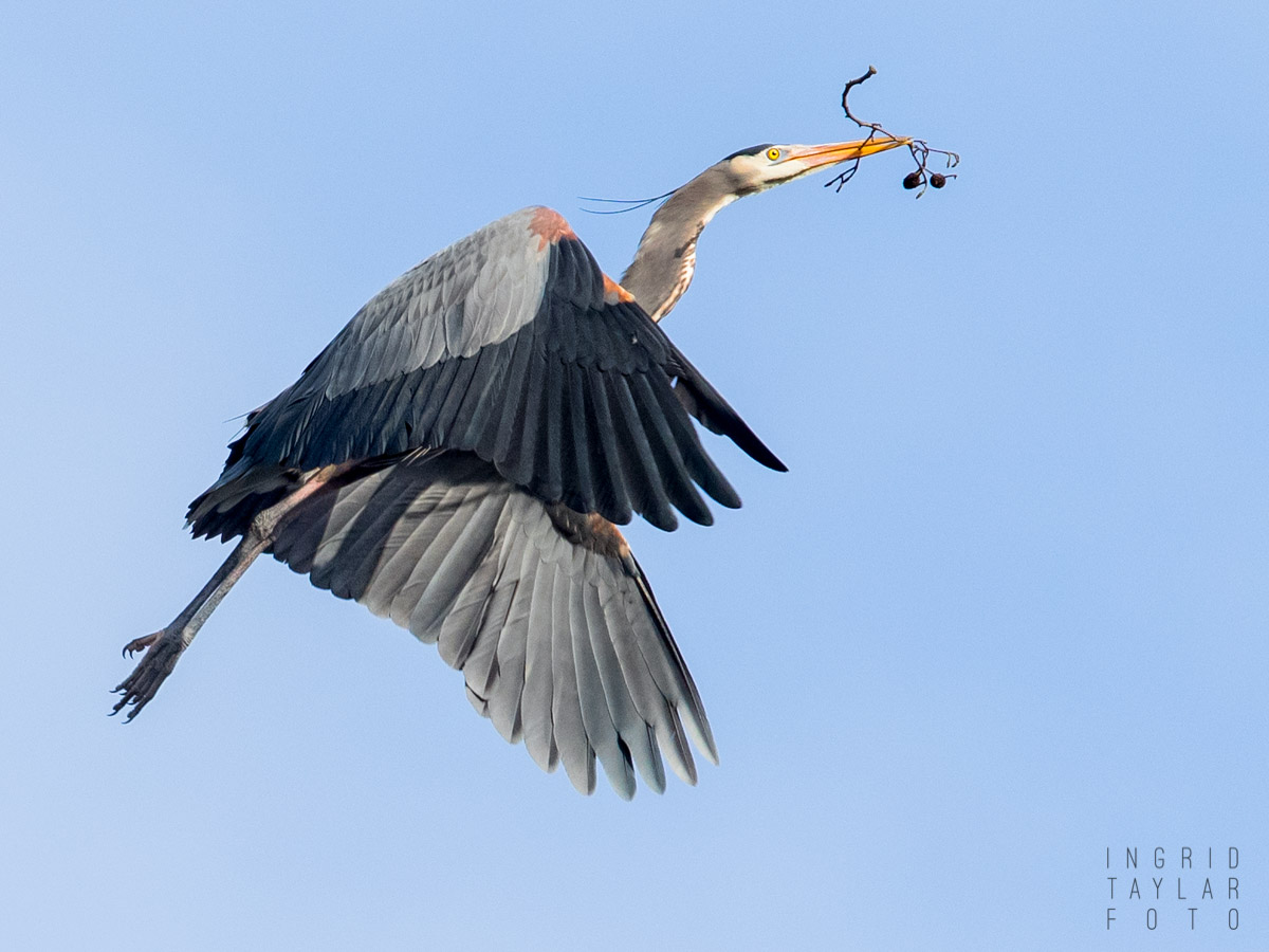 Great Blue Heron Flying with Twig