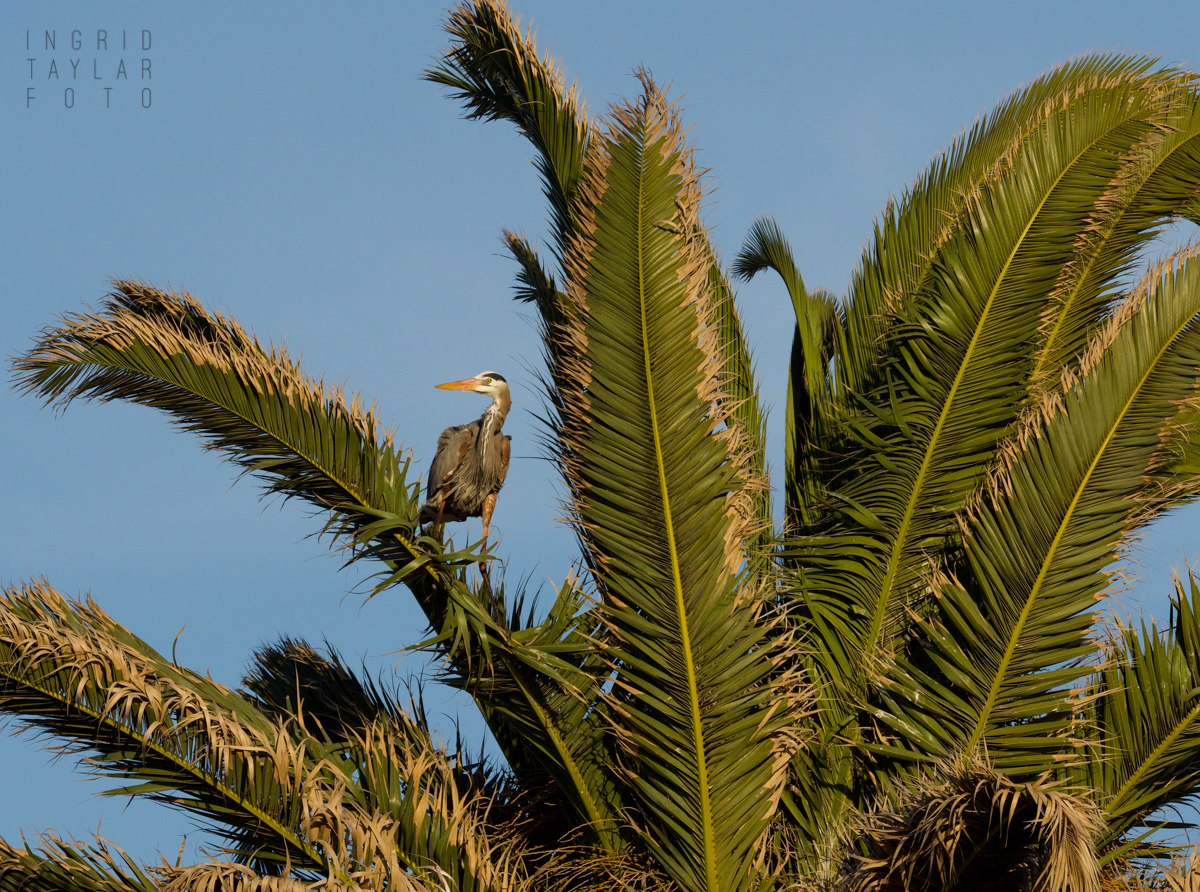 Great Blue Heron Perched in Palm Tree