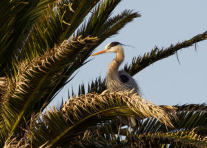 Great Blue Heron in Palm Tree