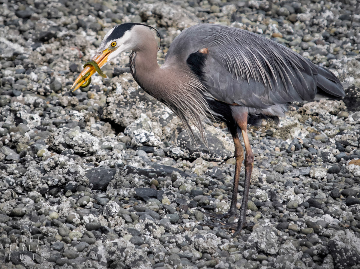 Great Blue Heron with Catch