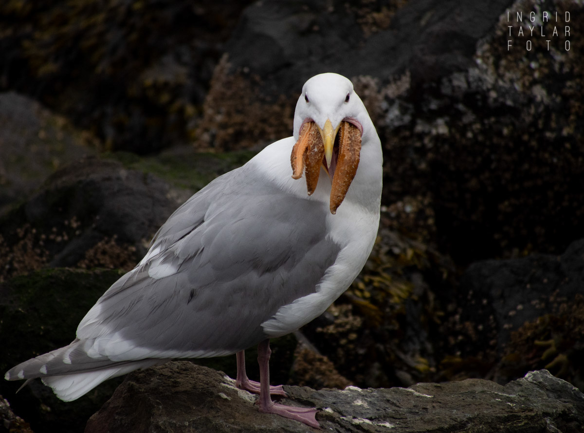 Glaucous-Winged Gull Eating Sea Star