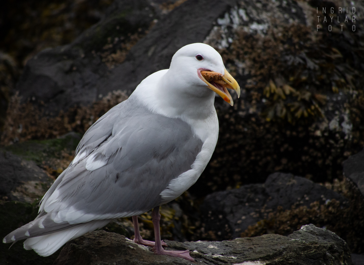 Glaucous-winged Gull Eating Sea Star