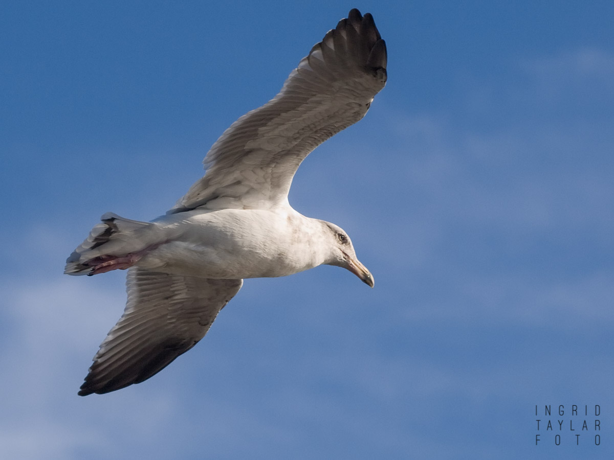 Gull in Flight on Blue Sky