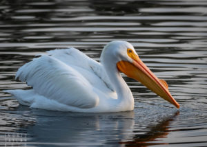 American White Pelican at Lake Merritt Oakland