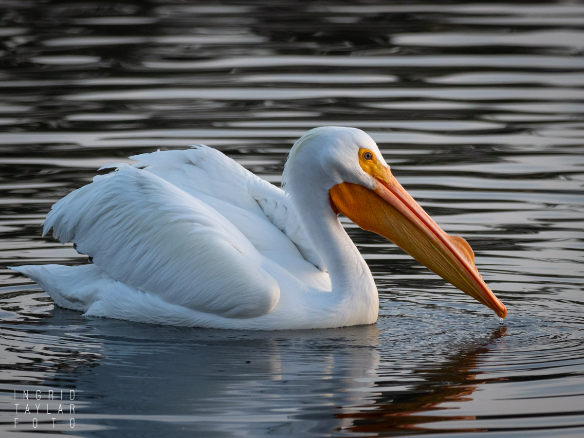 Hank the Pelican at Lake Merritt
