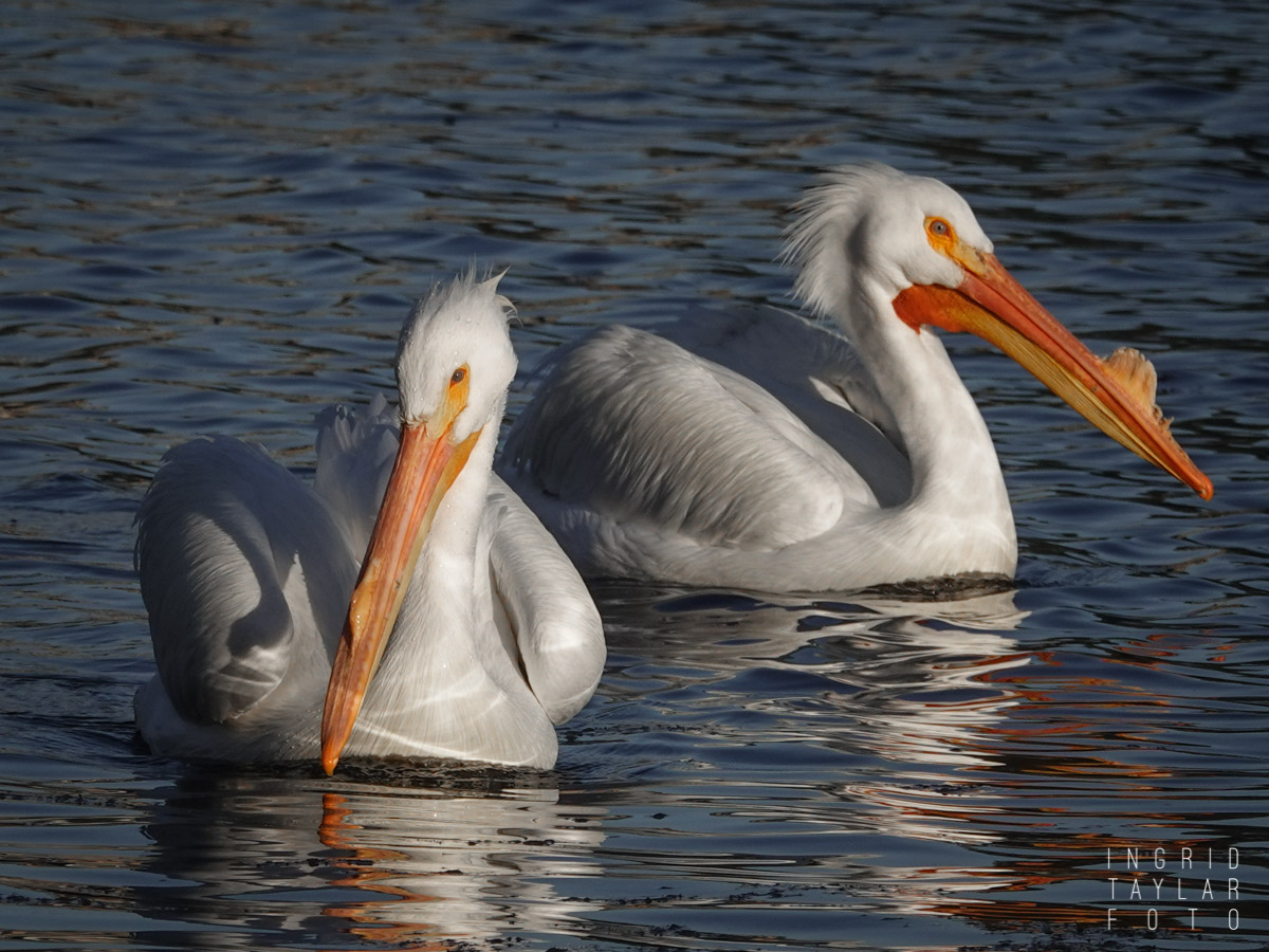 American White Pelicans at Lake Merritt Oakland