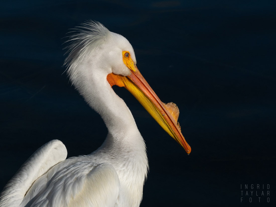 Hank the Pelican at Lake Merritt