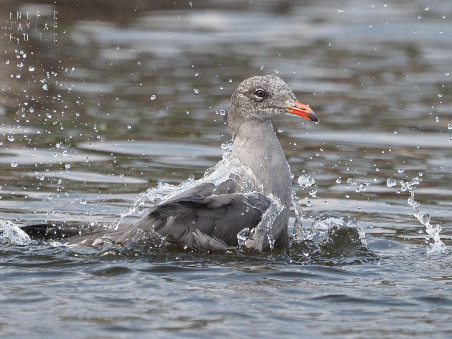 Heermann's Gull Bathing