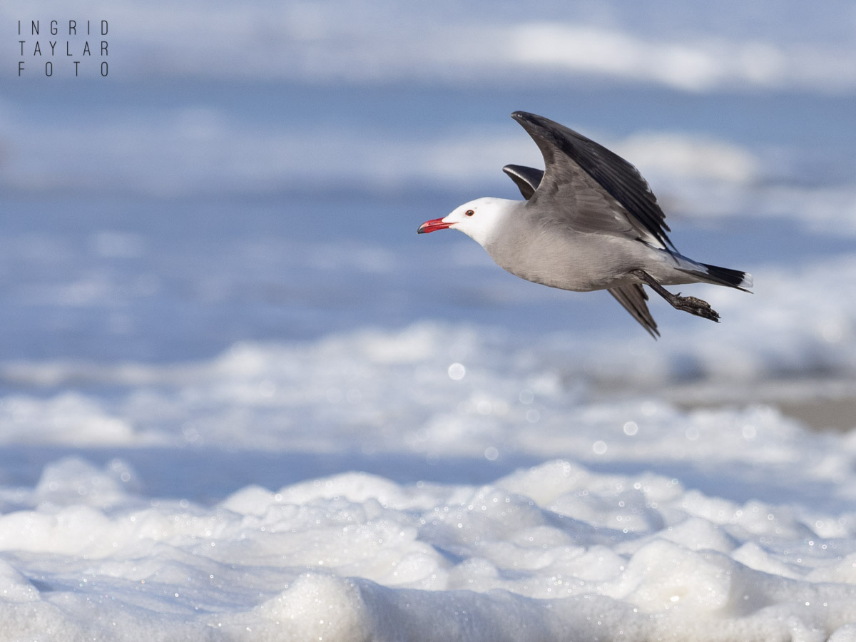 Heermann's Gull in Flight Over Sea Foam