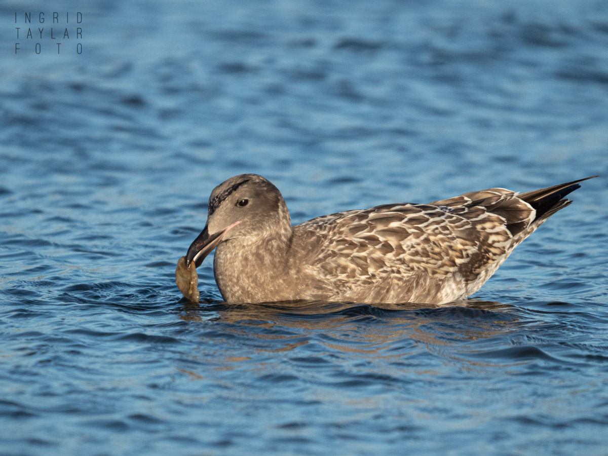 Juvenile Gull on the Water