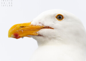 Western Gull Head Portrait