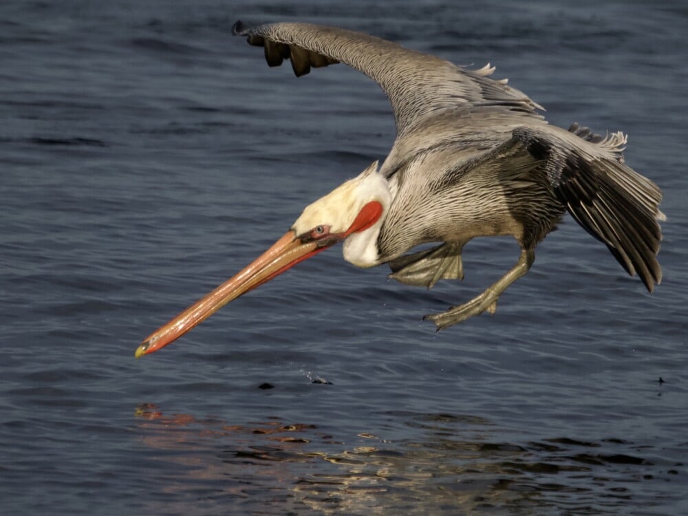 Brown Pelican Diving for Anchovies