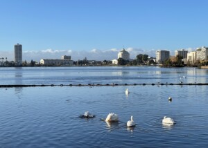 White Pelicans at Lake Merritt Oakland