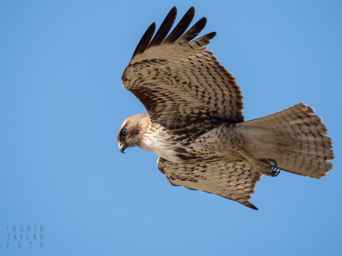Immature Red-tailed Hawk Hovering-2