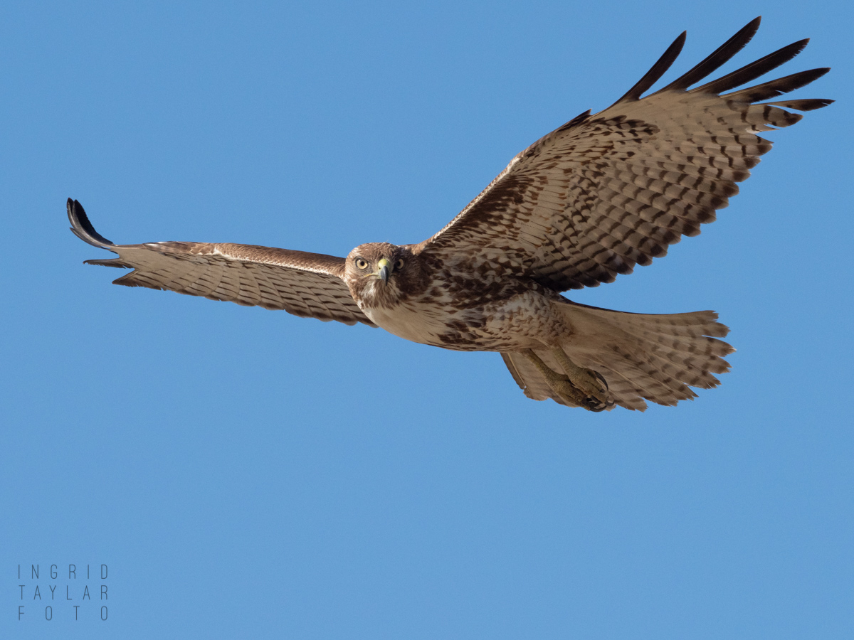 Immature Red-tailed Hawk Hovering-3