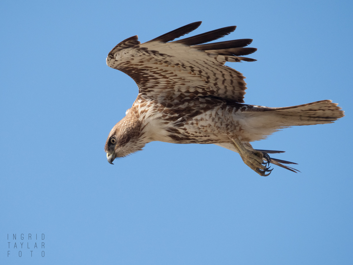 Immature Red-tailed Hawk Hovering
