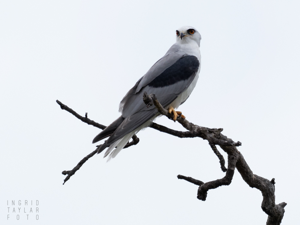 White-Tailed Kite on Tree in Del Valle