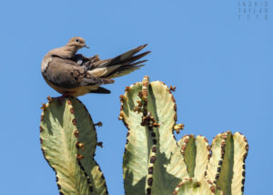 Mourning Dove on Euphorbia Ammak Succulent
