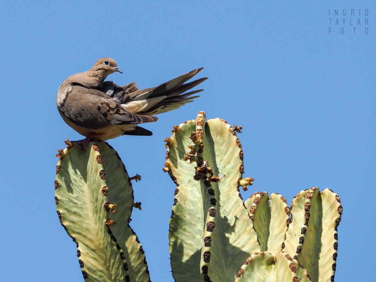 Mourning Dove on Euphorbia Ammak Succulent