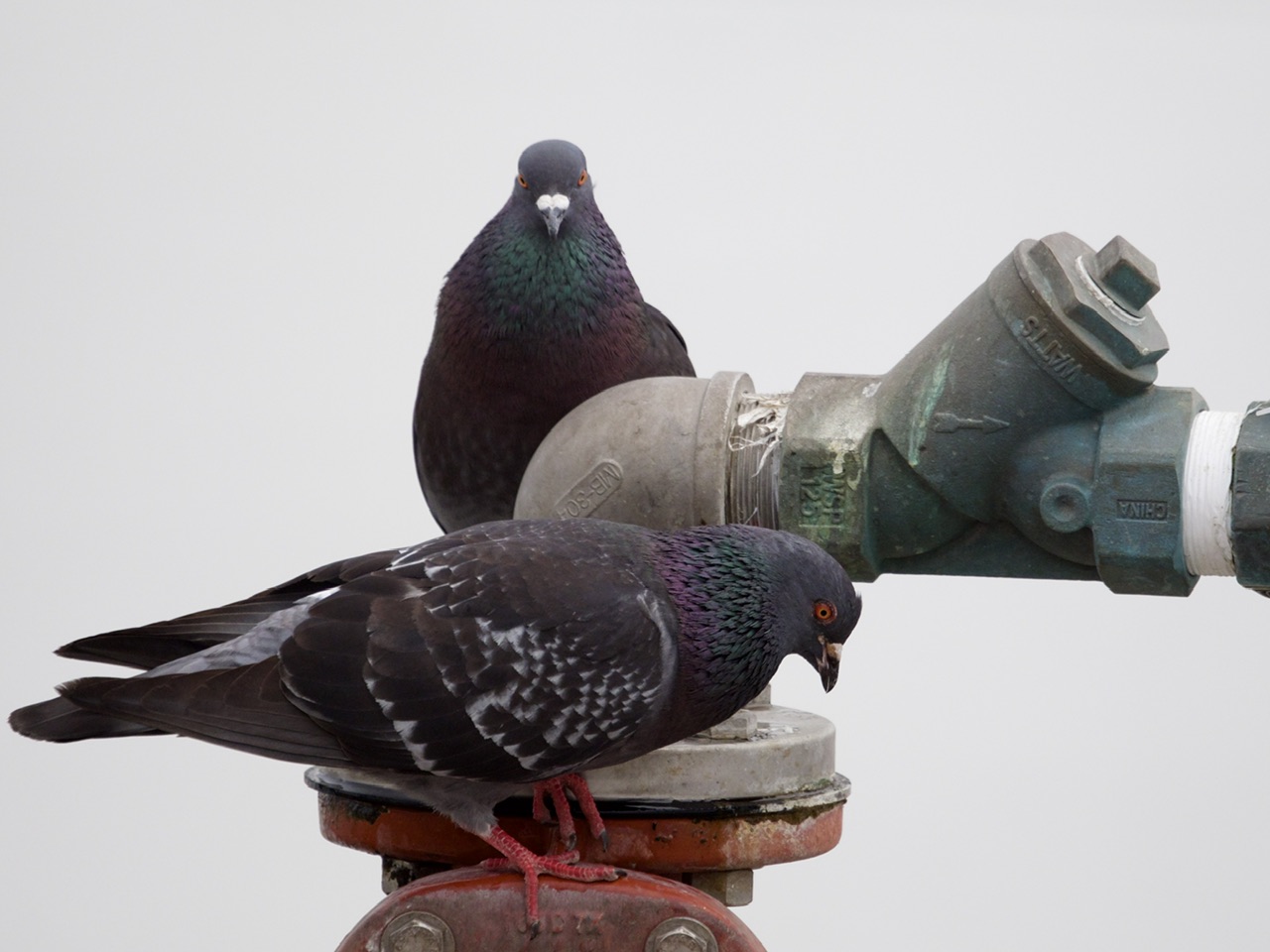 Pigeons Drinking from Dripping Fountain