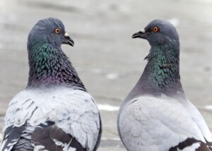 Pigeon Pair Stare