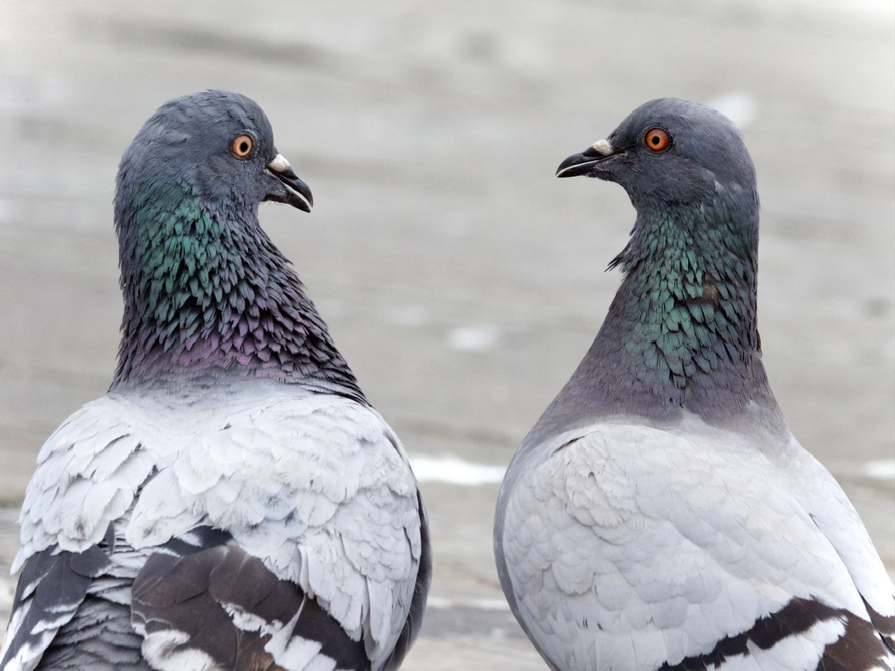Pigeon Pair Stare