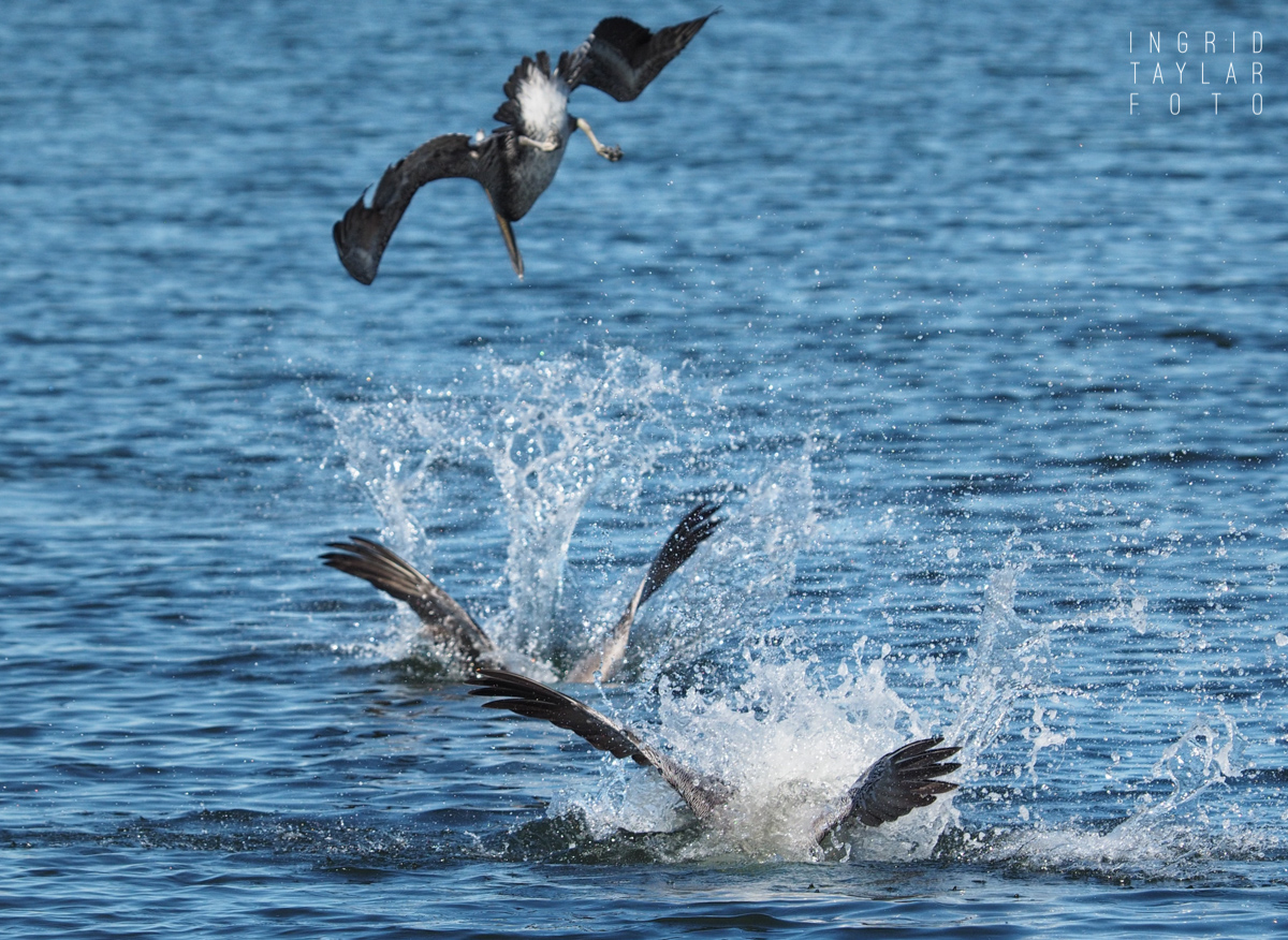 Brown Pelicans Diving